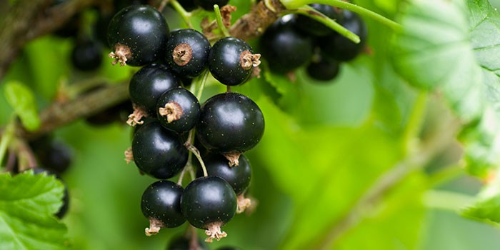 A blackcurrant bush