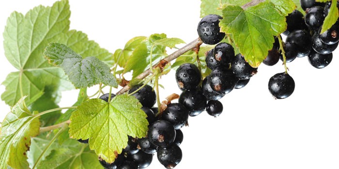 Blackcurrants on a vine