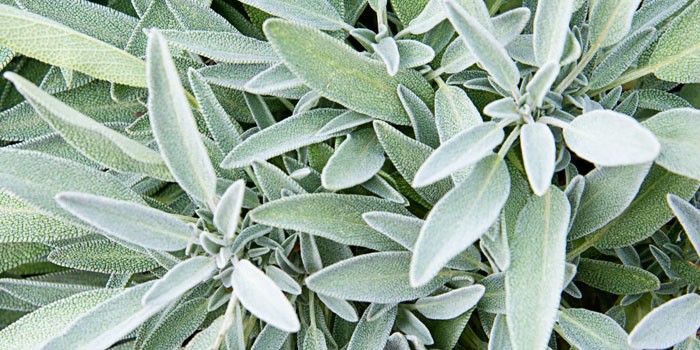 Fresh sage leaves