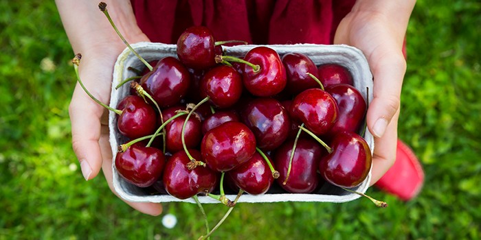 Hands holding a box of cherries