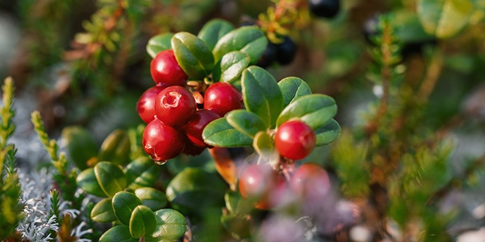 Cranberries growing on tree