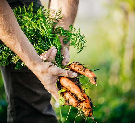 Is organic food healthier? 