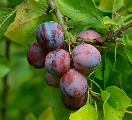 Top 5 health benefits of plums 