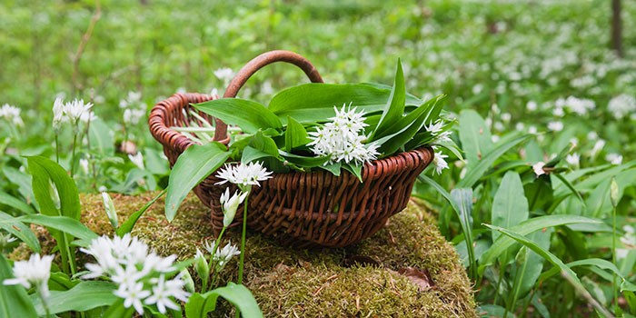 Wild garlic in a forest