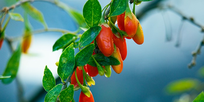 Goji berries growing on a leafy stem