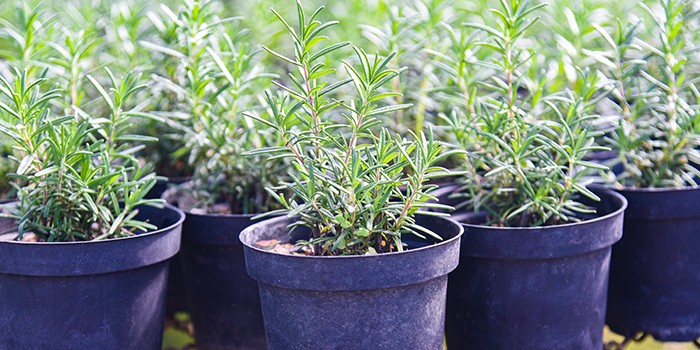 Rosemary plants growing in plastic pots