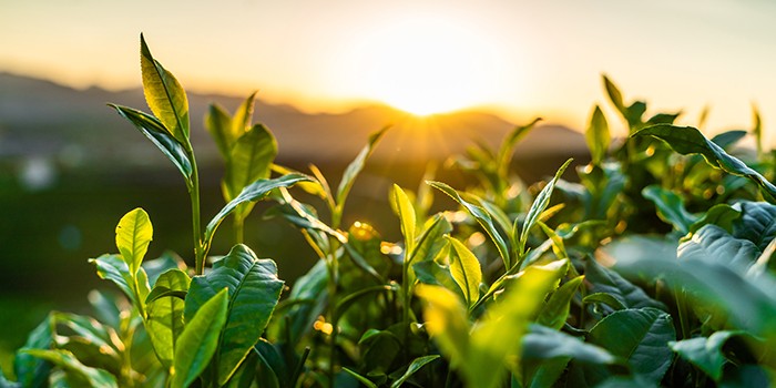Top 10 health benefits of tea