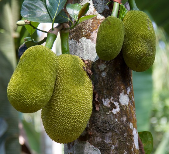 Top 5 health benefits of jackfruit 