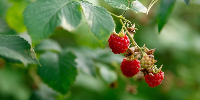Raspberries on a bush